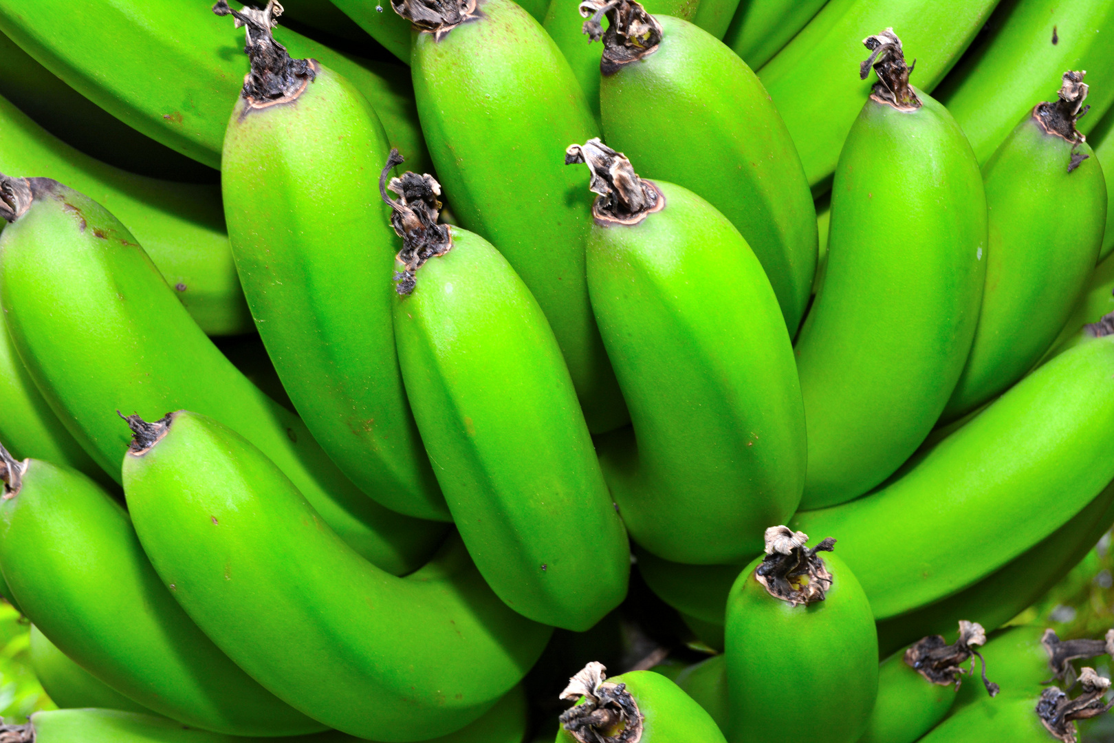 grüne Bananen Foto & Bild pflanzen, pilze & flechten, früchte und