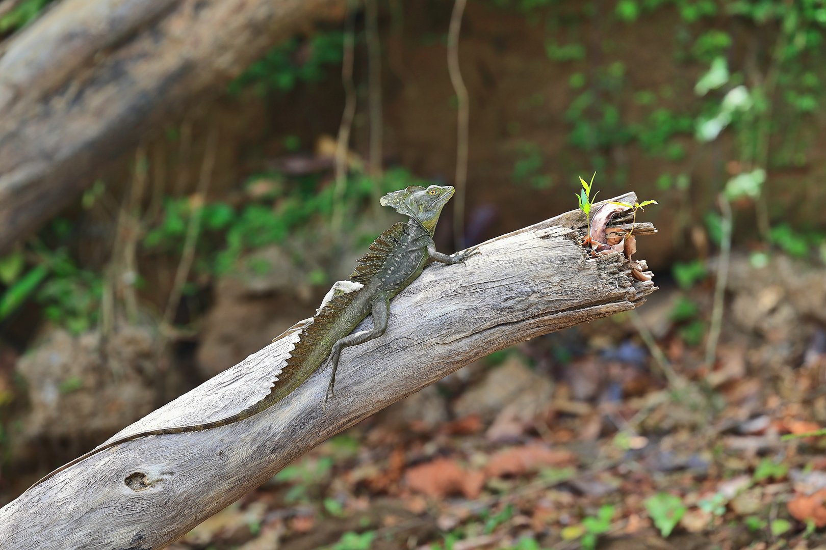 Grüne Basilisk Eidechse - Costa Rica