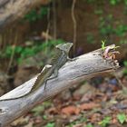 Grüne Basilisk Eidechse - Costa Rica