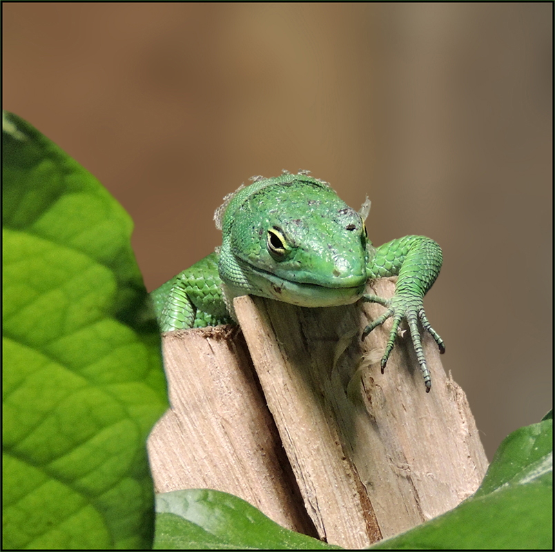 Grüne Baumeidechse - Gastropholis prasina