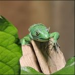 Grüne Baumeidechse - Gastropholis prasina