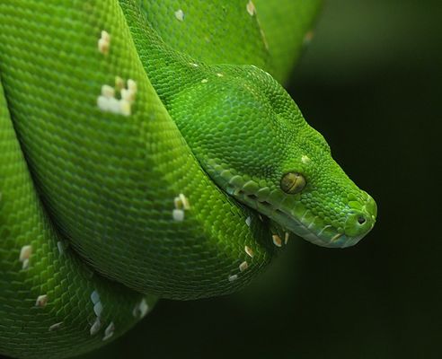 Grüne Baumpython beim Mittagsschlaf