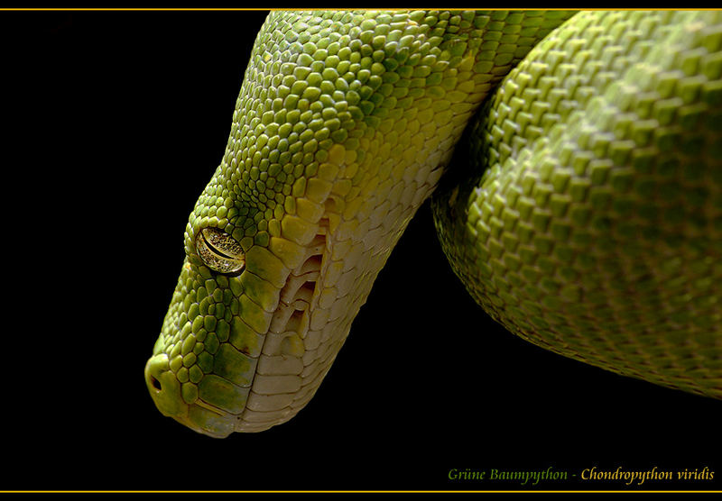 Gruene Baumpython - Chondropython viridis 3