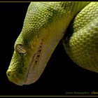 Gruene Baumpython - Chondropython viridis 3