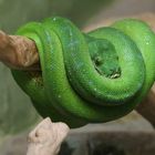 Grüne Baumpython im Allwetterzoo Münster