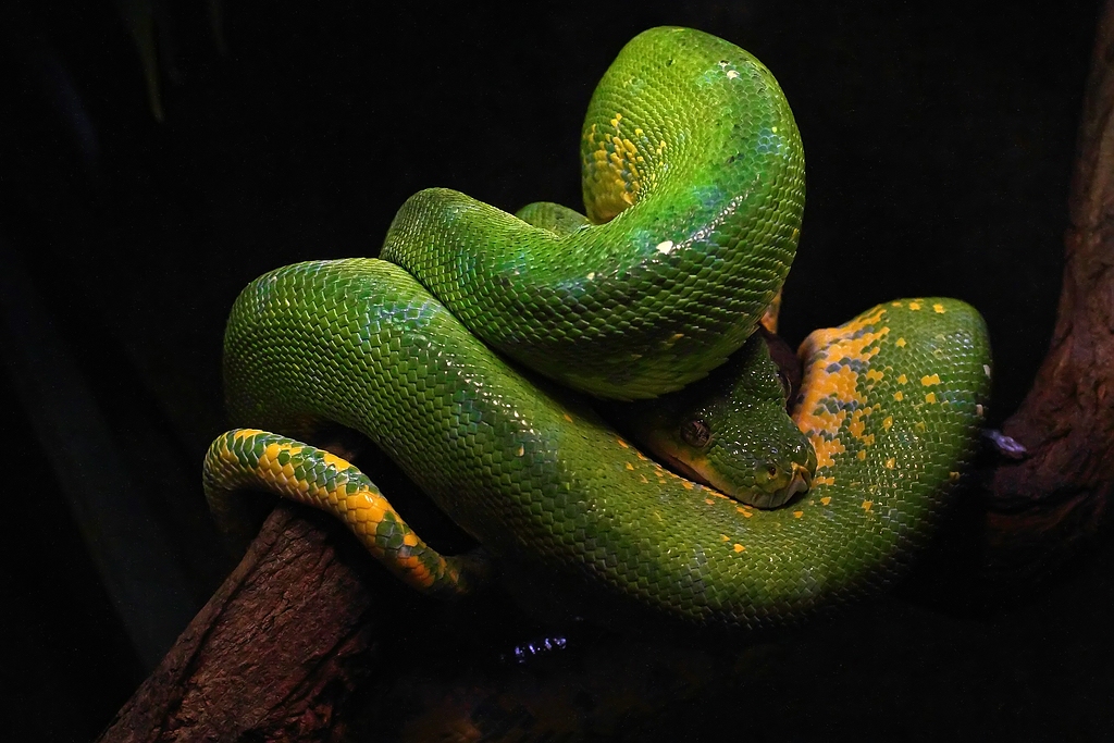 Grüne Baumpython - Morelia viridis