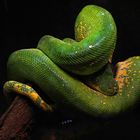 Grüne Baumpython - Morelia viridis