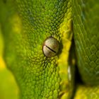 Grüne Baumpython (Morelia viridis)