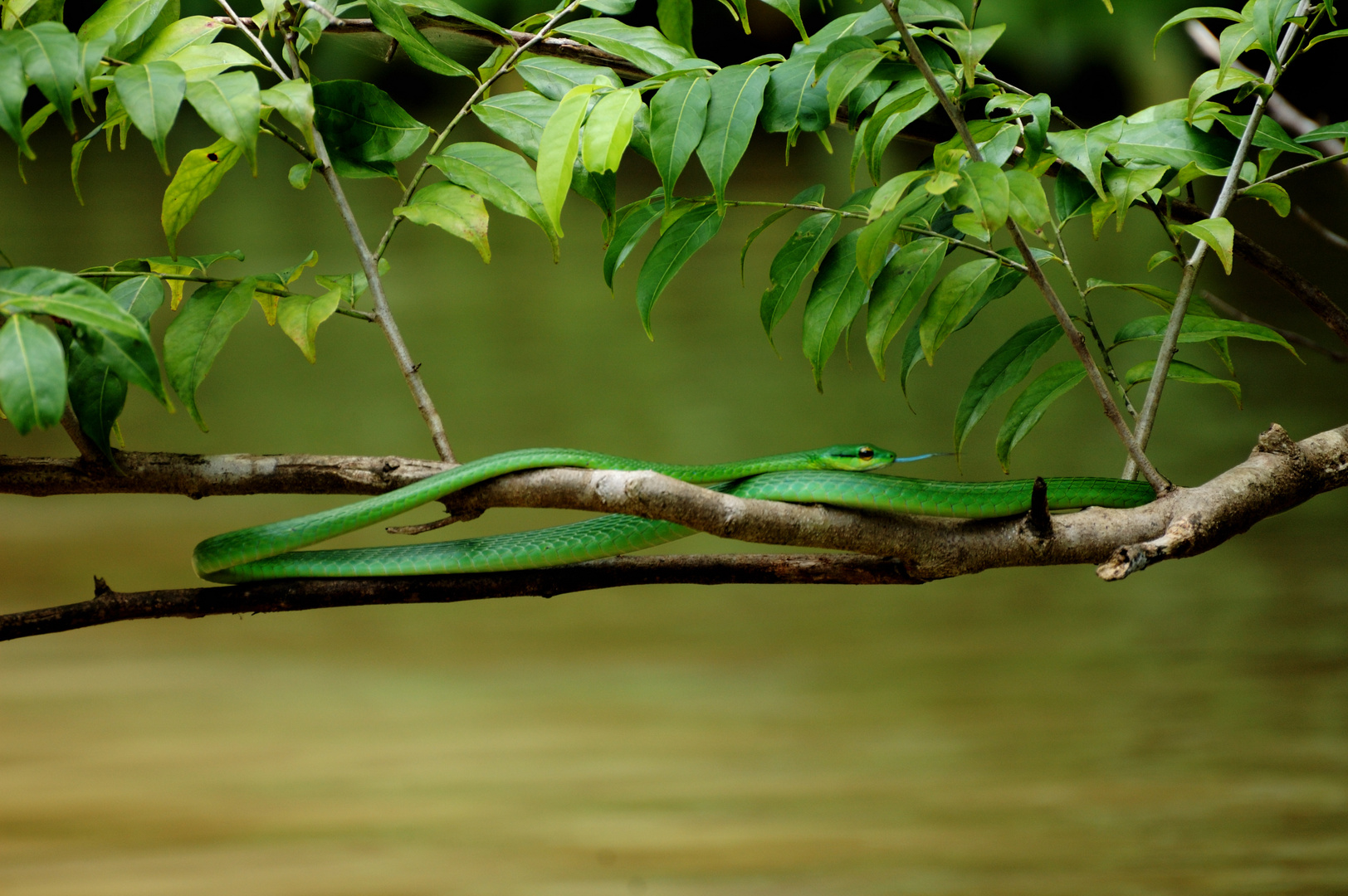Grüne Baumschlange