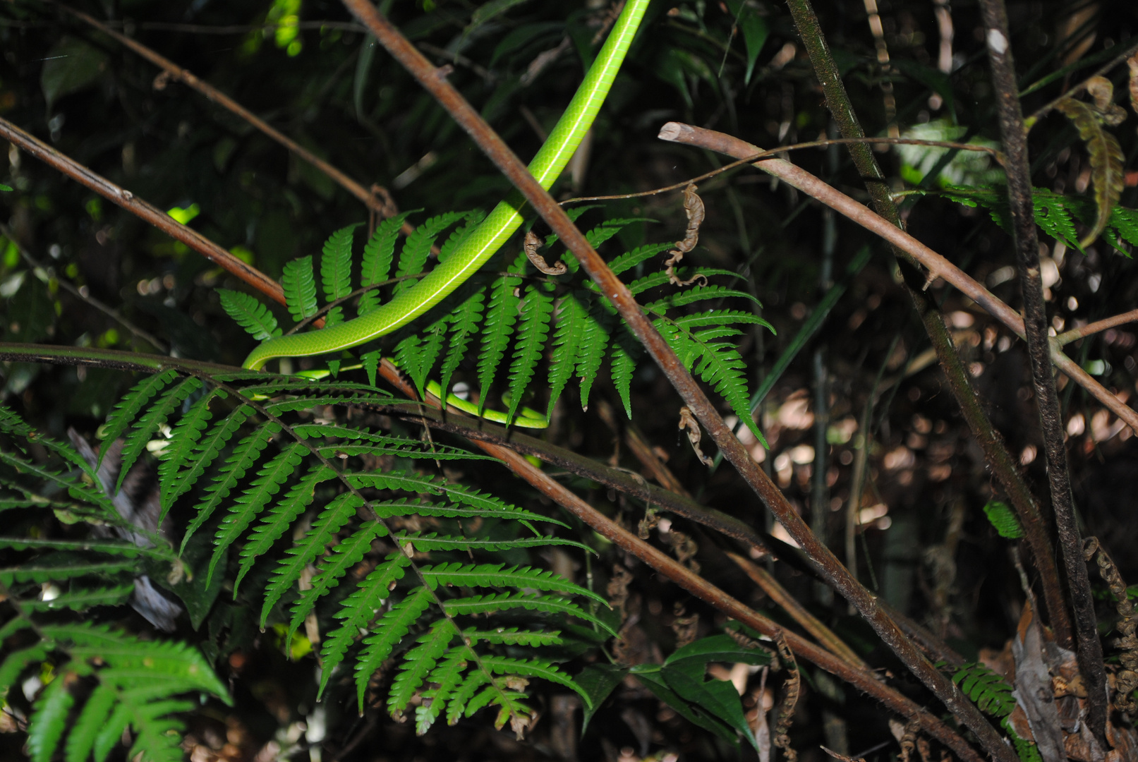 Grüne Baumschlange Farn Sri Lanka Dschungel