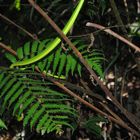 Grüne Baumschlange Farn Sri Lanka Dschungel