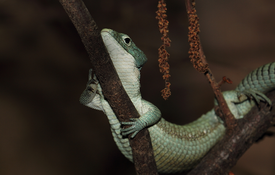 Grüne Baumschleiche (männl.), ein seltsames Reptil