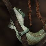 Grüne Baumschleiche (männl.), ein seltsames Reptil