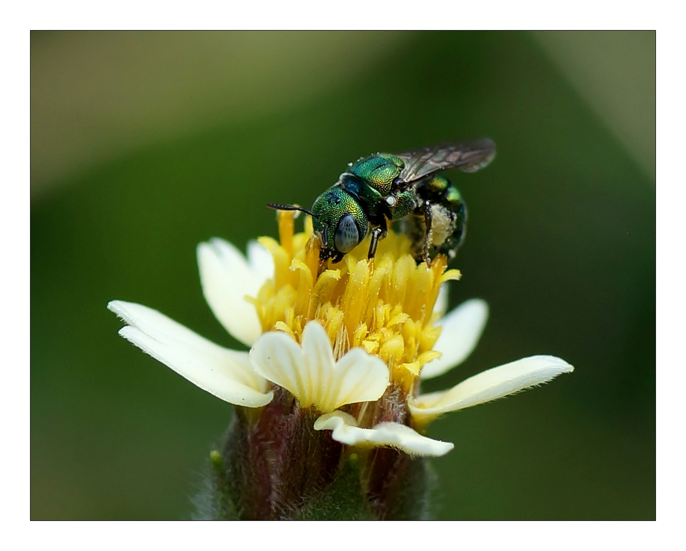 Grüne Biene - Sri Lanka