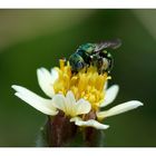 Grüne Biene - Sri Lanka