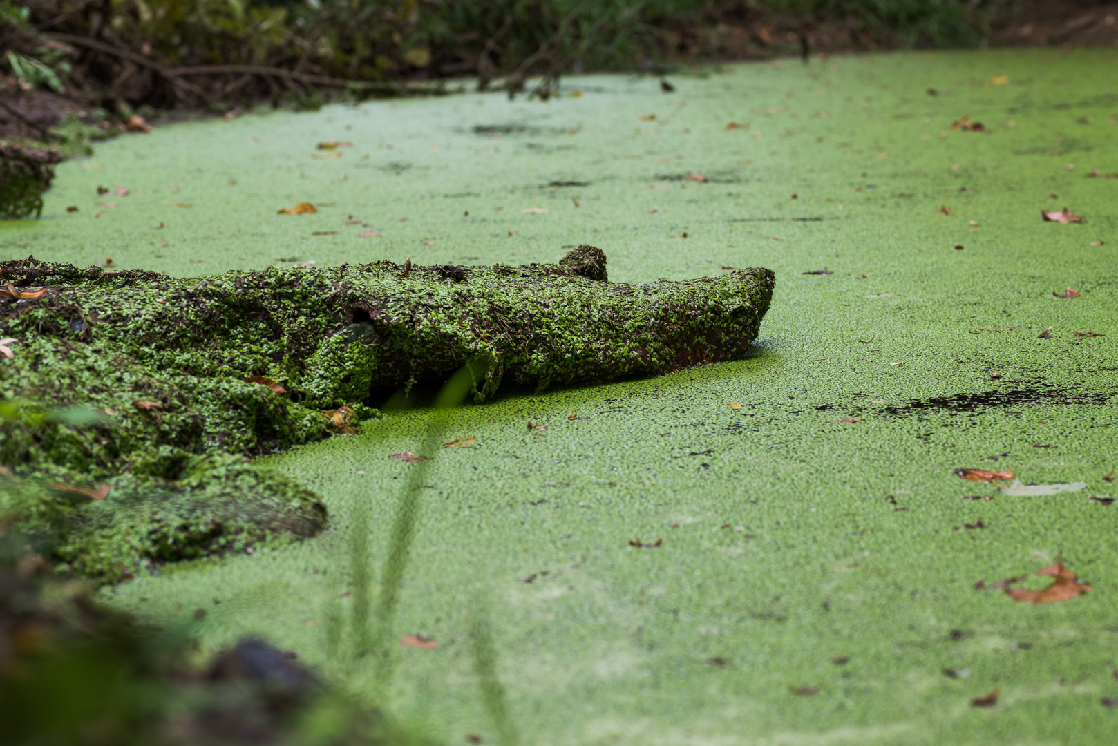 grüne Blättchenflut