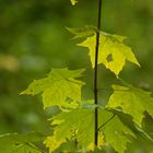 Grüne Blätter im Herbst