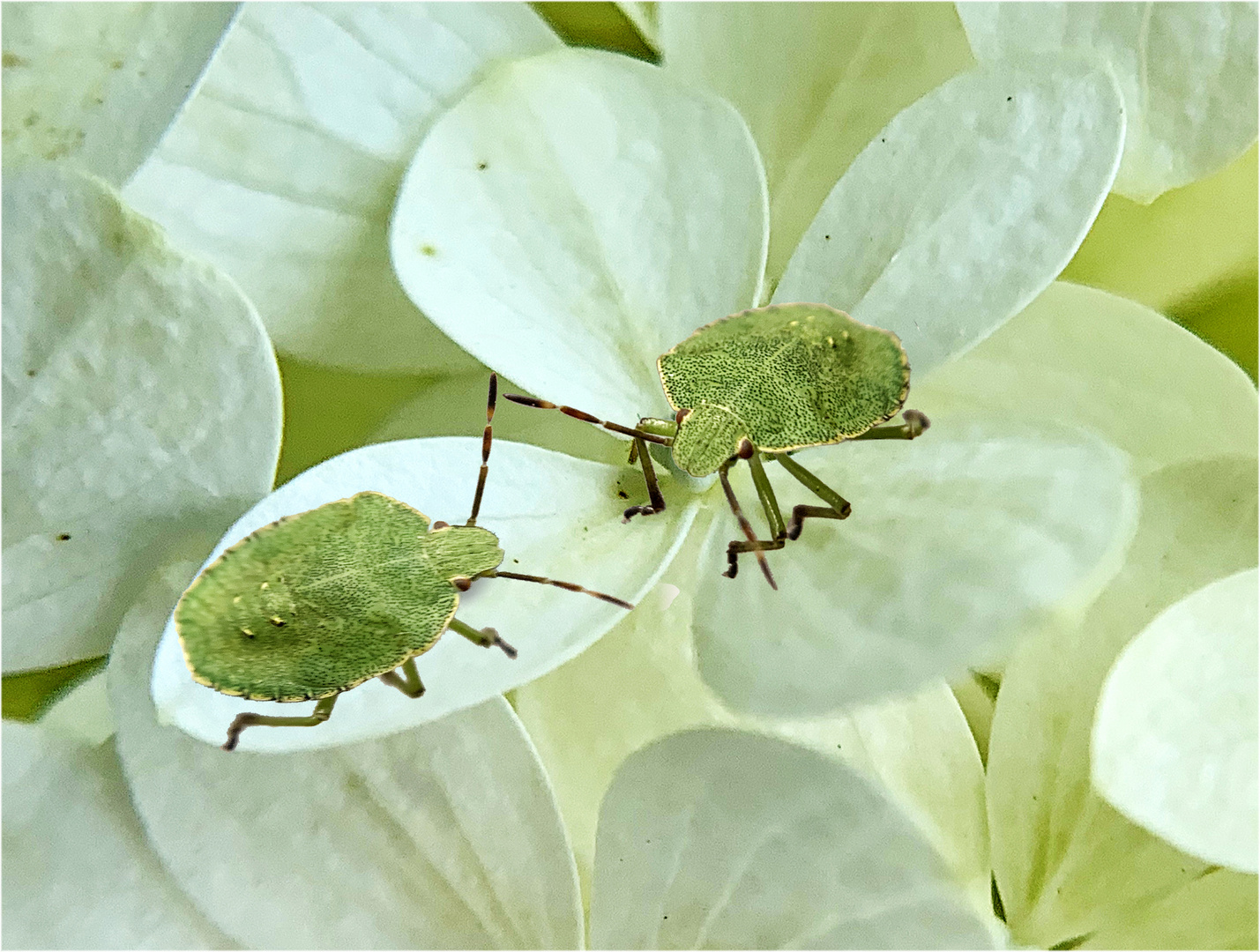 Grüne Blatt- oder Stinkwanzen - Larven (Palomena prasina)