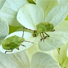 Grüne Blatt- oder Stinkwanzen - Larven (Palomena prasina)