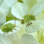 Grüne Blatt- oder Stinkwanzen - Larven (Palomena prasina)