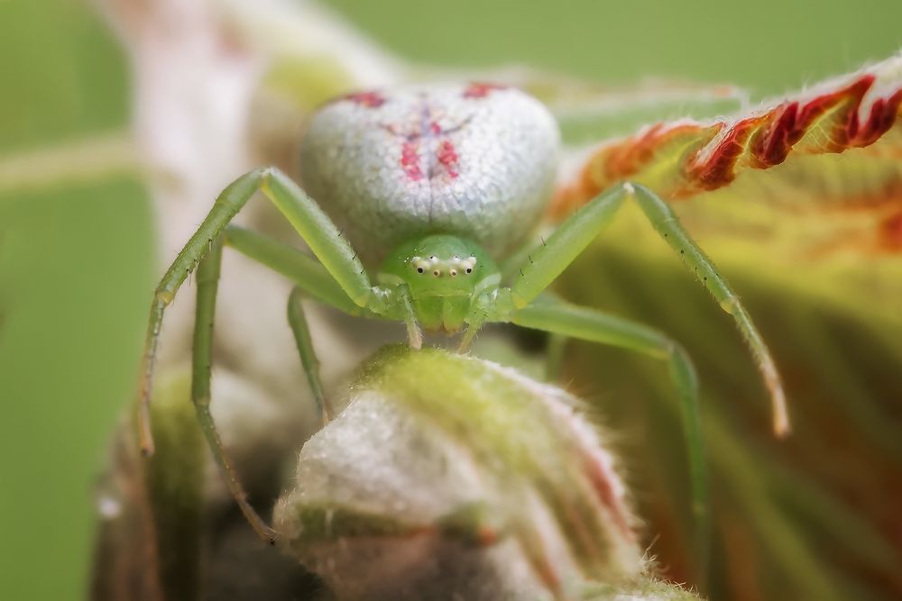 grüne Blattkrabbenspinne