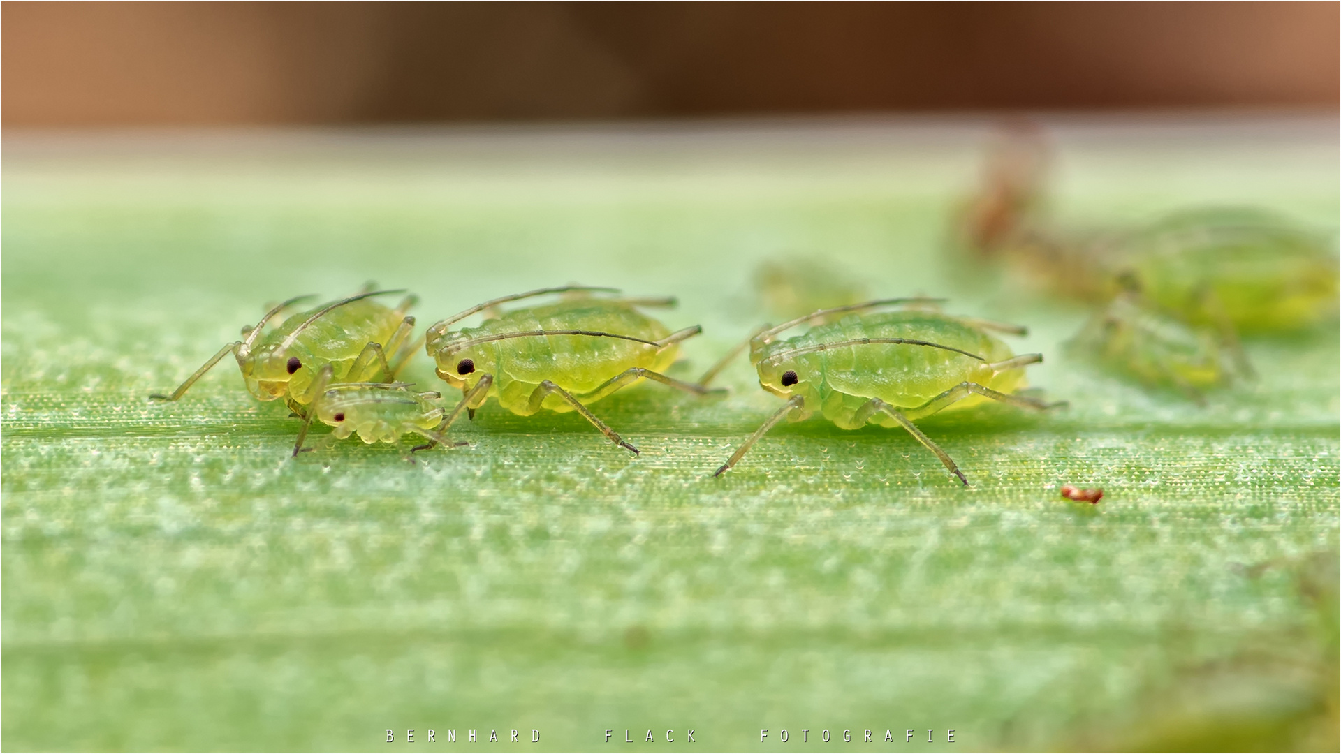 gruene Blattlaeuse Foto & Bild tiere, wildlife, insekten Bilder auf