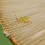 Grüne Blattlaus mag Fliegenpilz (Amanita muscaria var. formosa)