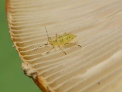 Grüne Blattlaus mag Fliegenpilz (Amanita muscaria var. formosa)