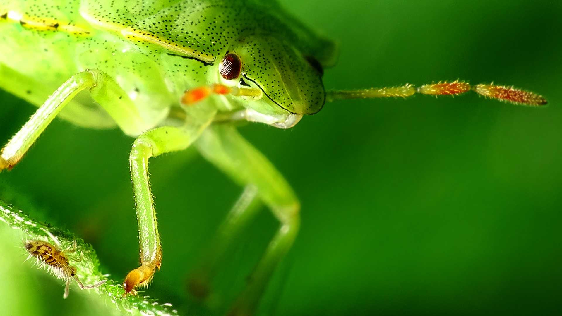 grüne Blattwanze mit nem kleinem Springschwanz