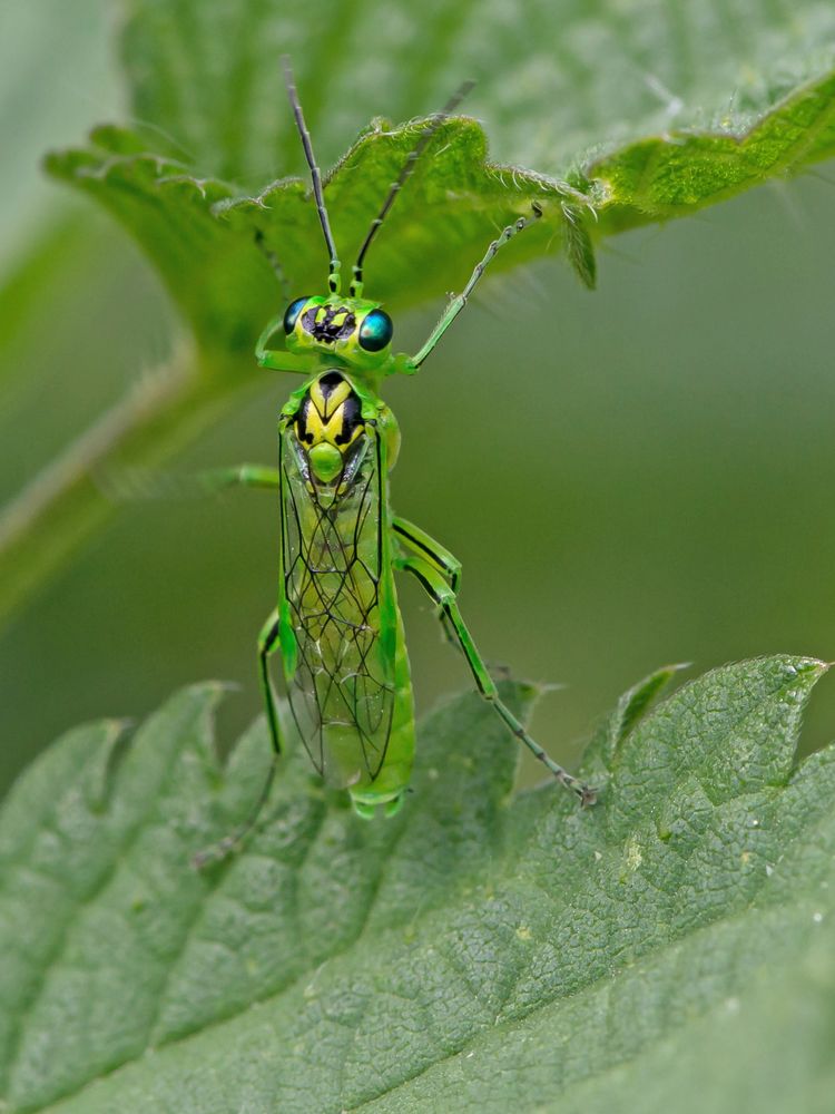 Grüne Blattwespe (Rhogogaster chlorosoma)