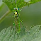 Grüne Blattwespe (Rhogogaster chlorosoma)