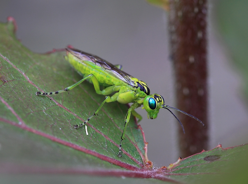 Grüne Blattwespe (Rhogogaster viridis)