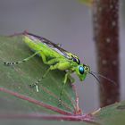 Grüne Blattwespe (Rhogogaster viridis)