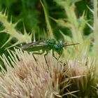 Grüne Blattwespe (Rhogogaster viridis)