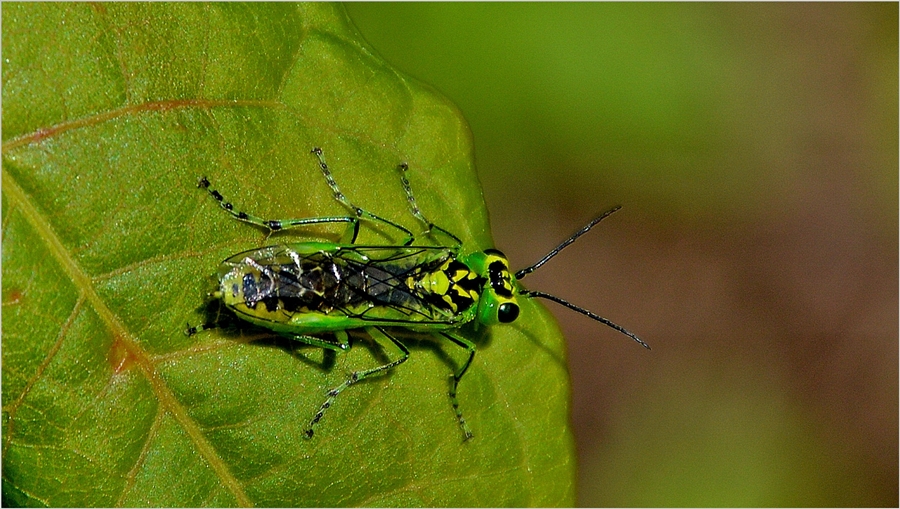 Grüne Blattwespe (Rhogogaster viridis)