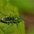 Grüne Blattwespe (Rhogogaster viridis)