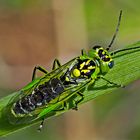 Grüne Blattwespe (Rhogogaster viridis) - Tenthrède verte.