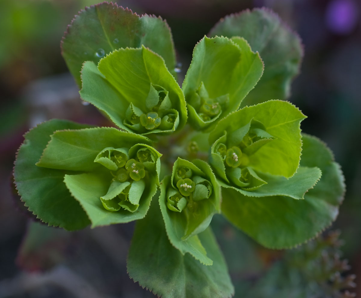 Grüne Blüte