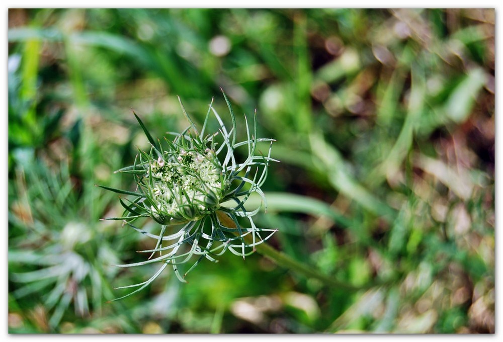 Grüne Blüte