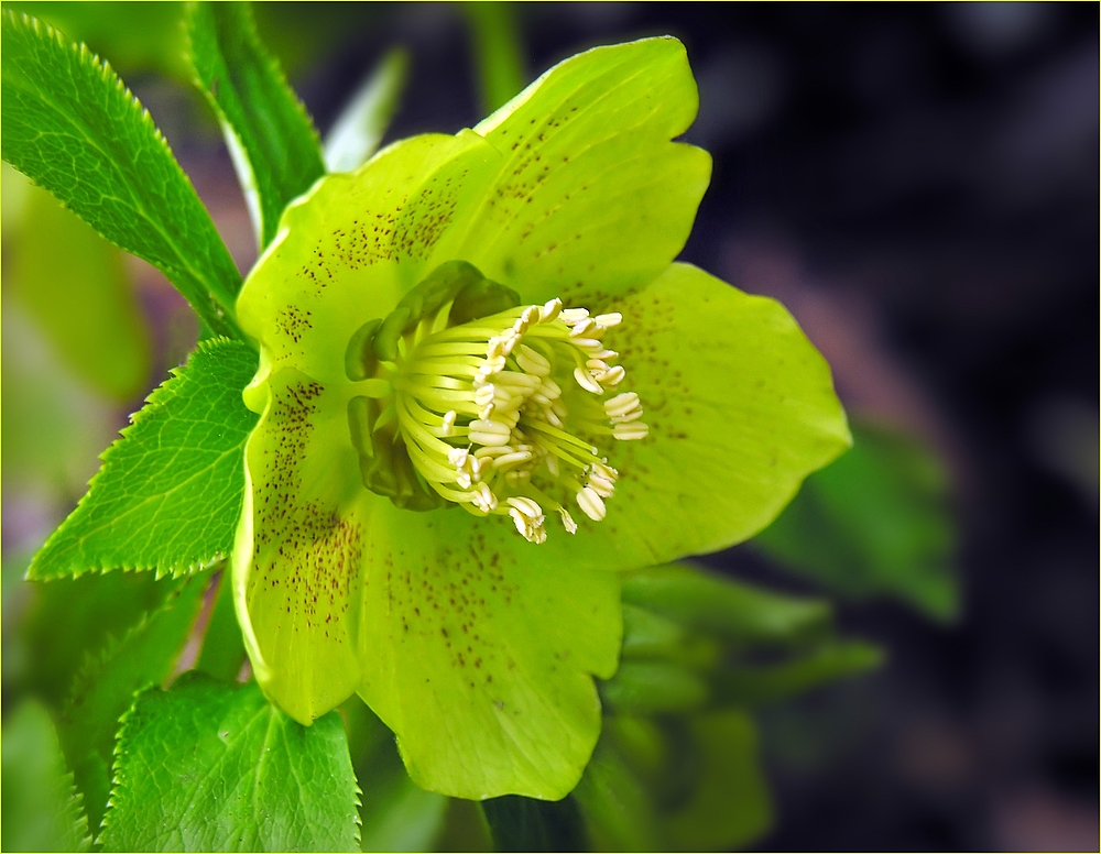 Grüne Blütenblätter... Foto & Bild pflanzen, pilze & flechten, blüten