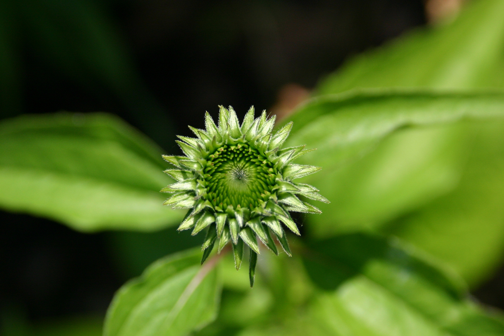 Grüne Blume