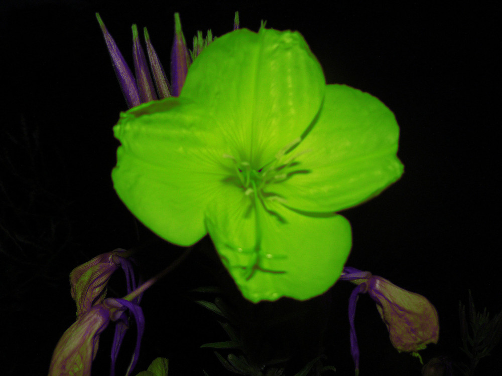 grüne blume Foto & Bild sonstiges, natur und technik, natur Bilder auf