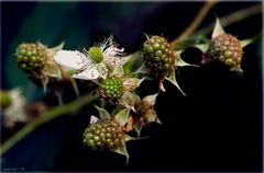 Grüne Brombeeren