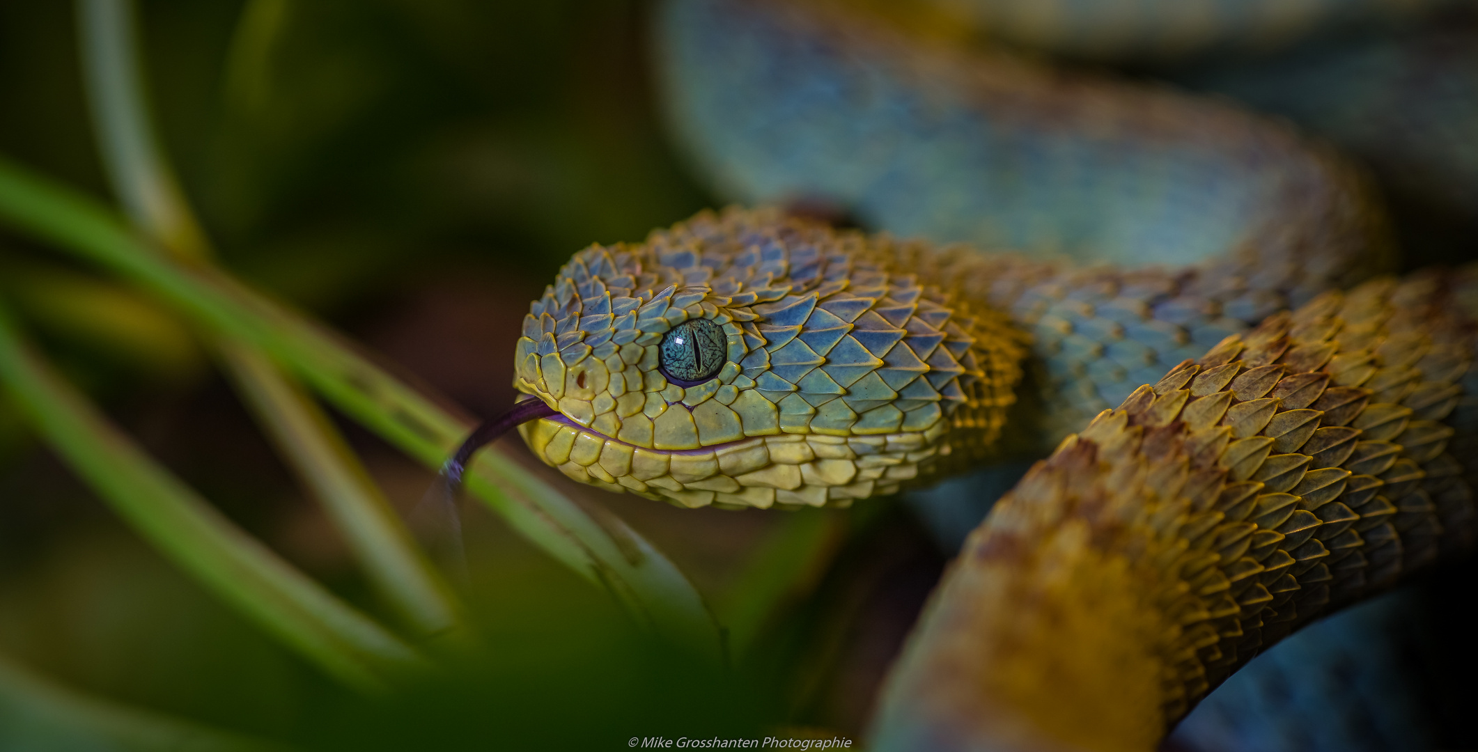 Grüne Buschviper