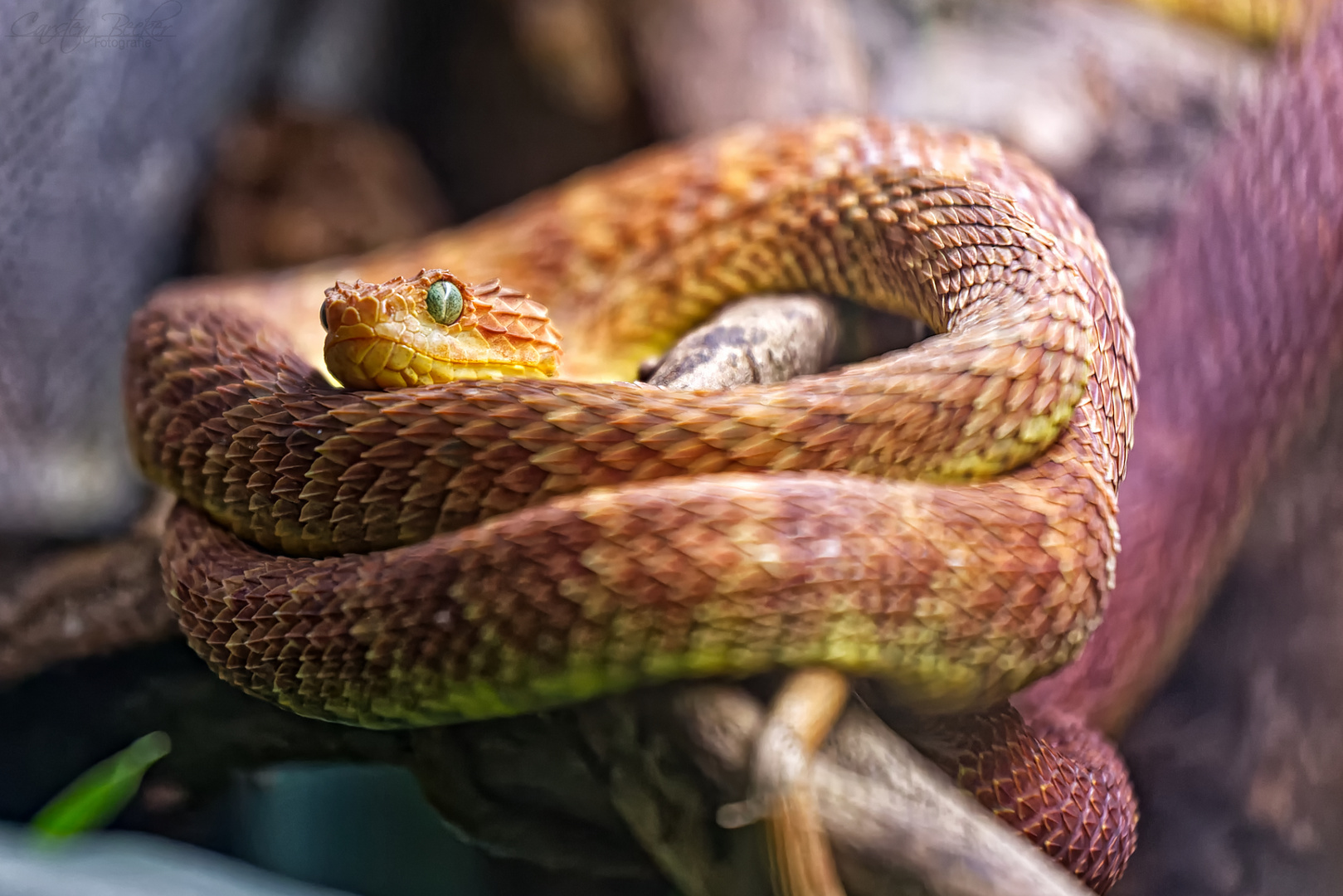 Grüne Buschviper