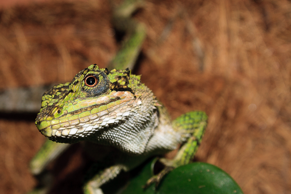 Grüne chinesische Bergagame (Japalura splendida)