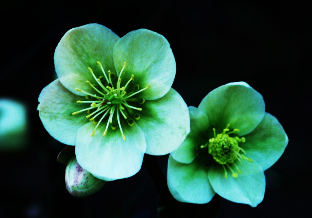 grüne Christrose by kiwisarah 