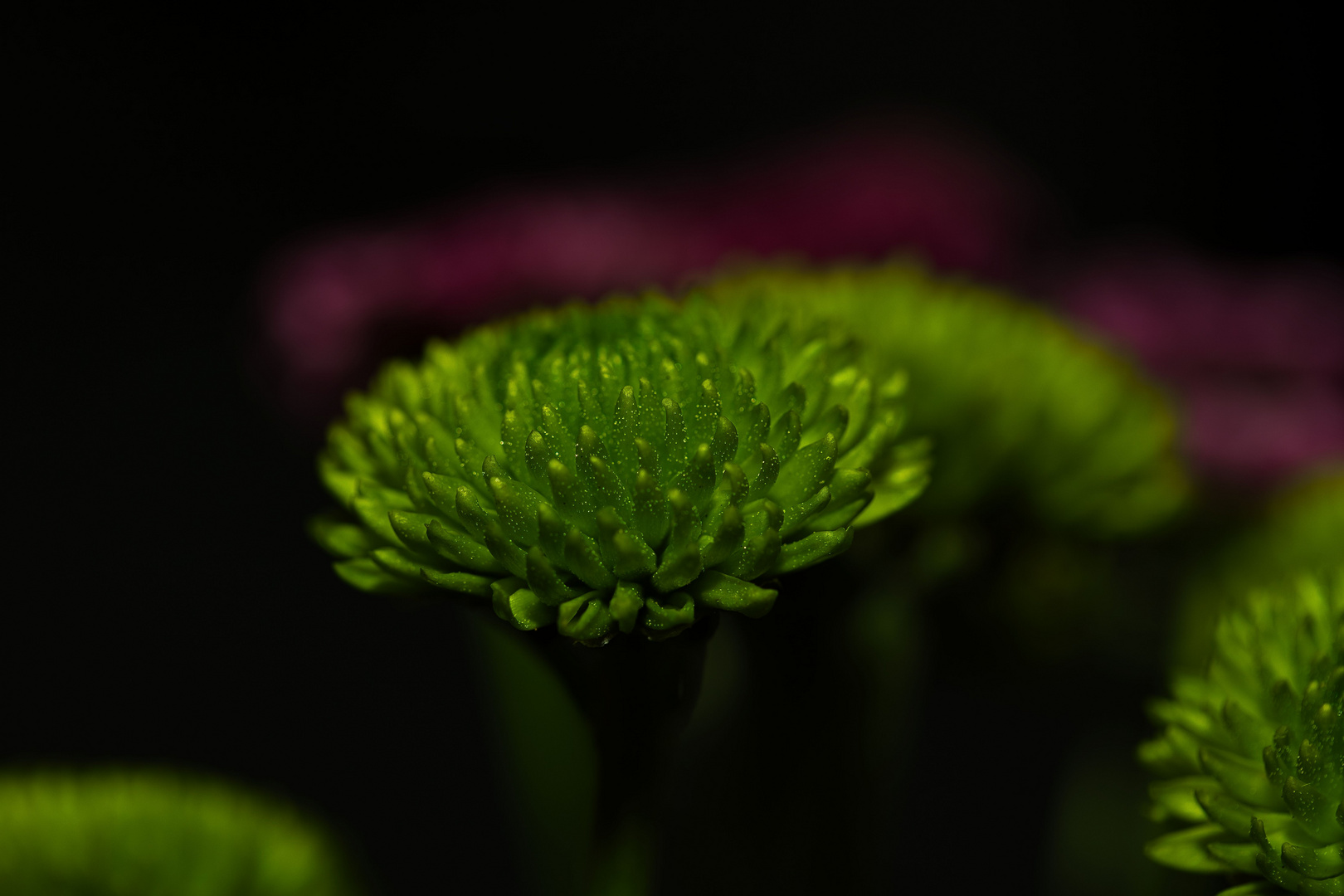 Grüne Chrysantheme