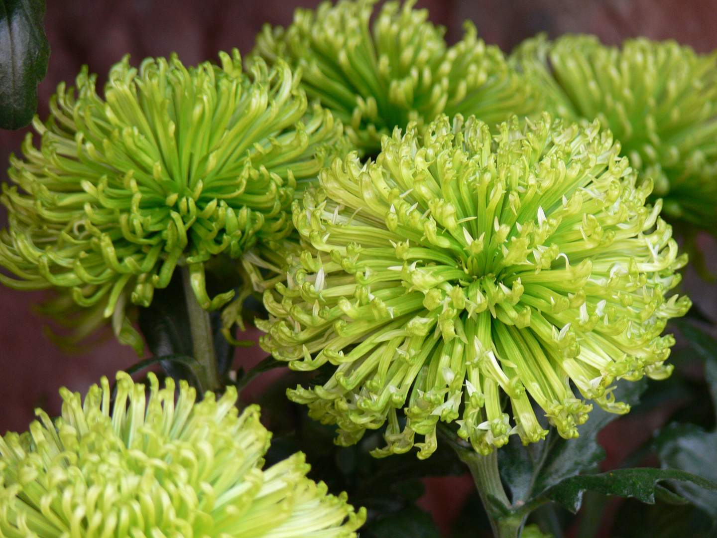 pflanze chrysantheme