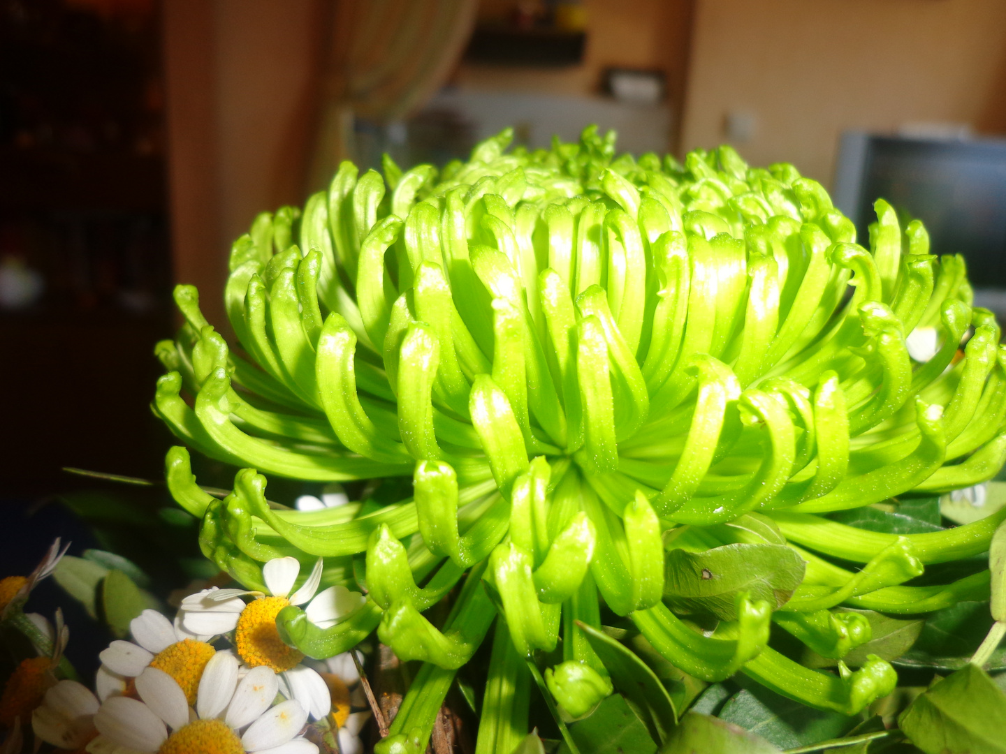 grüne Chrysanthyme